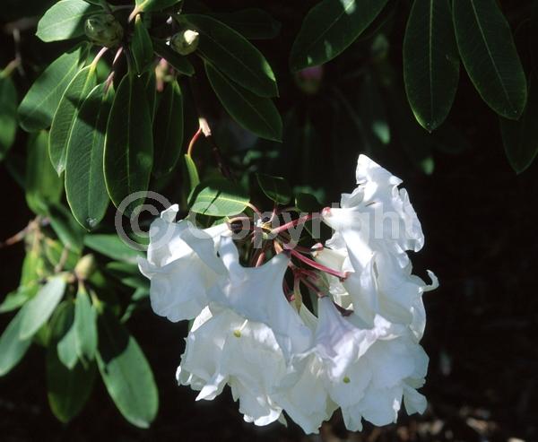 White blooms; Evergreen; Broadleaf