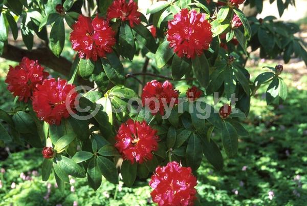 Pink blooms; Evergreen; Broadleaf