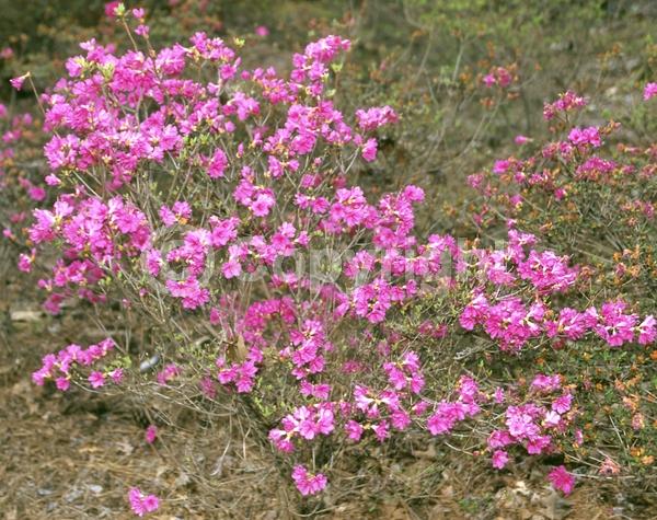 Pink blooms; Evergreen; Broadleaf