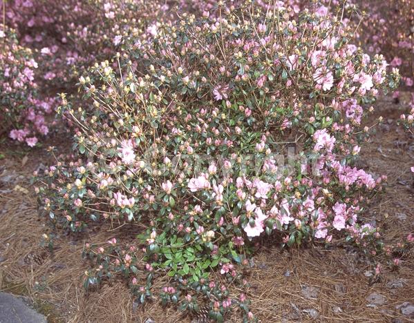Pink blooms; Salmon blooms; Evergreen; Broadleaf