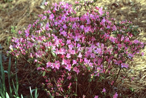 Pink blooms; Semi-evergreen