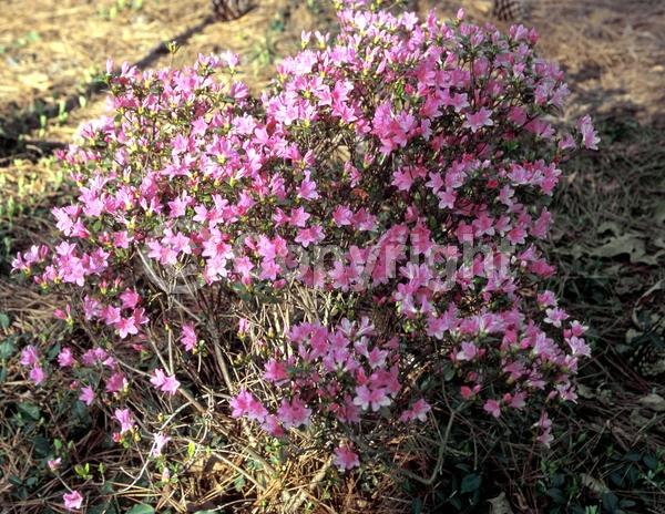 Pink blooms; Semi-evergreen