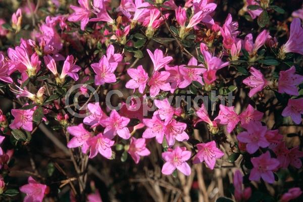 Pink blooms; Semi-evergreen