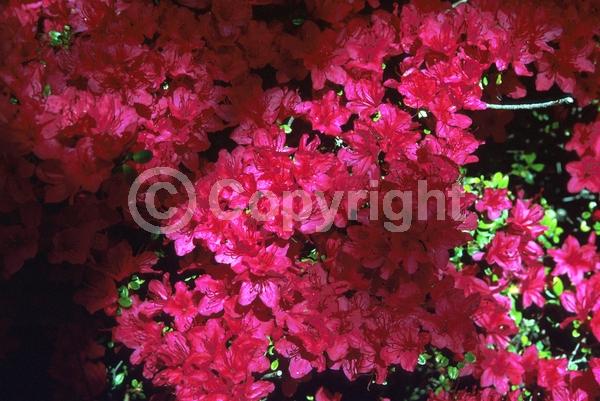 Red blooms; Pink blooms; Evergreen; Broadleaf