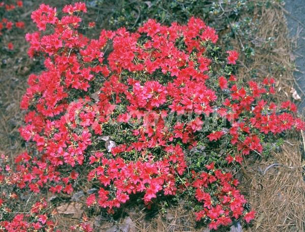 Red blooms; Pink blooms; Evergreen; Broadleaf
