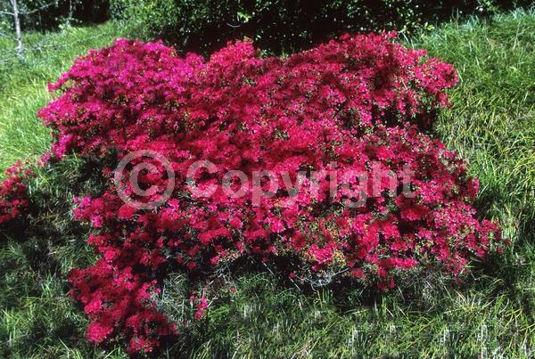 Red blooms; Pink blooms; Evergreen; Broadleaf