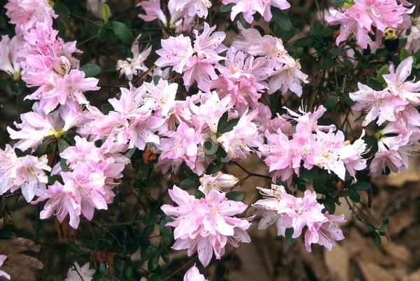 Pink blooms; Evergreen; Broadleaf