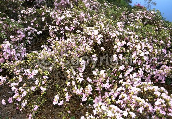 Pink blooms; Evergreen; Broadleaf