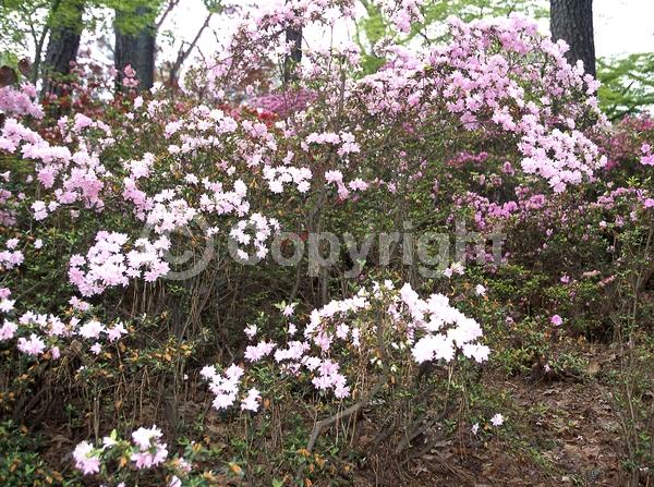 Pink blooms; Evergreen; Broadleaf