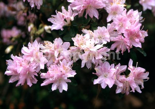 Pink blooms; Evergreen; Broadleaf