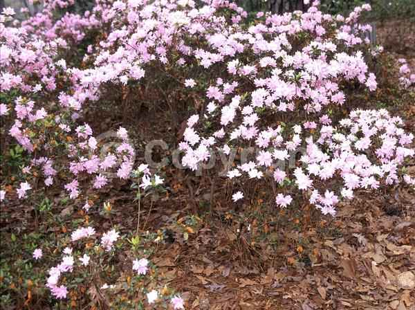 Pink blooms; Evergreen; Broadleaf