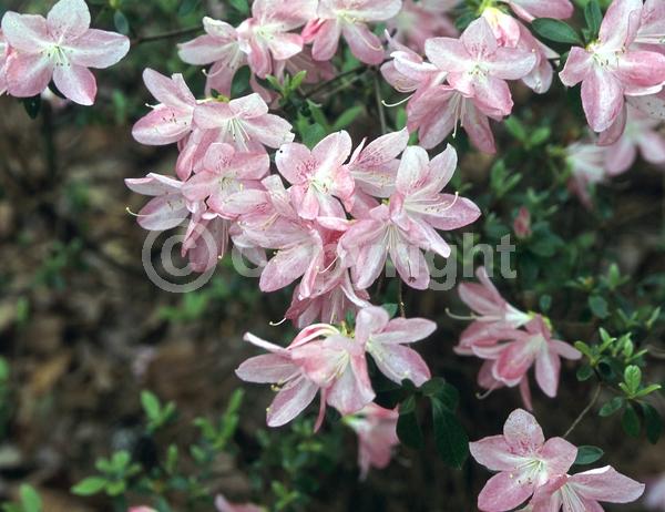 Pink blooms; Salmon blooms; Evergreen; Broadleaf