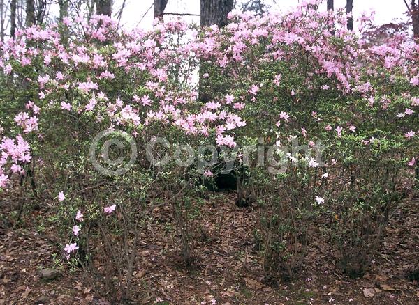 Pink blooms; Salmon blooms; Evergreen; Broadleaf