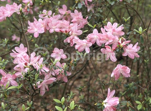 Pink blooms; Salmon blooms; Evergreen; Broadleaf