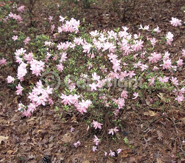Pink blooms; Salmon blooms; Evergreen; Broadleaf