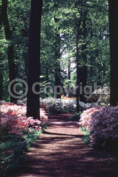 Red blooms; White blooms; Pink blooms; Lavender blooms; Salmon blooms; Evergreen