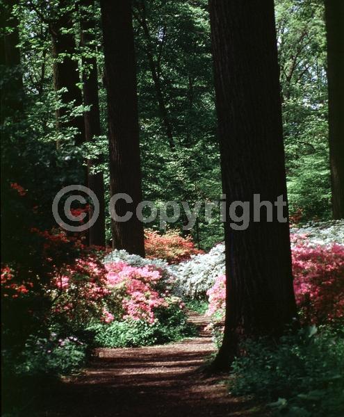Red blooms; White blooms; Pink blooms; Lavender blooms; Salmon blooms; Evergreen