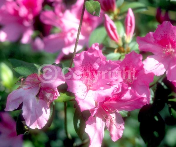 Red blooms; White blooms; Pink blooms; Lavender blooms; Salmon blooms; Evergreen