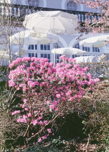 Purple blooms; Pink blooms; Evergreen