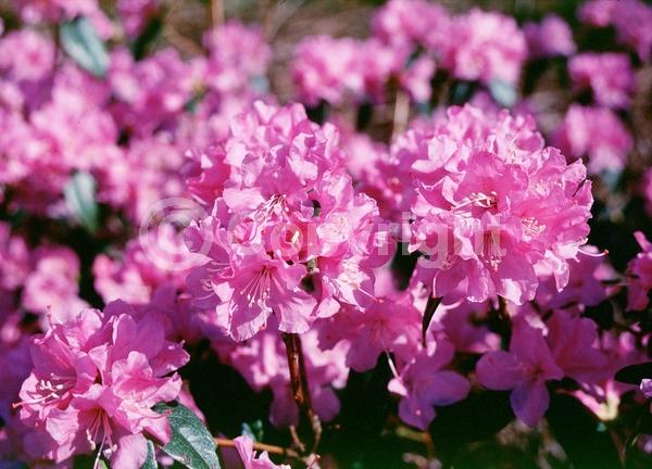 Purple blooms; Pink blooms; Evergreen