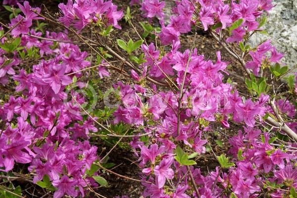 Pink blooms; Lavender blooms; Deciduous