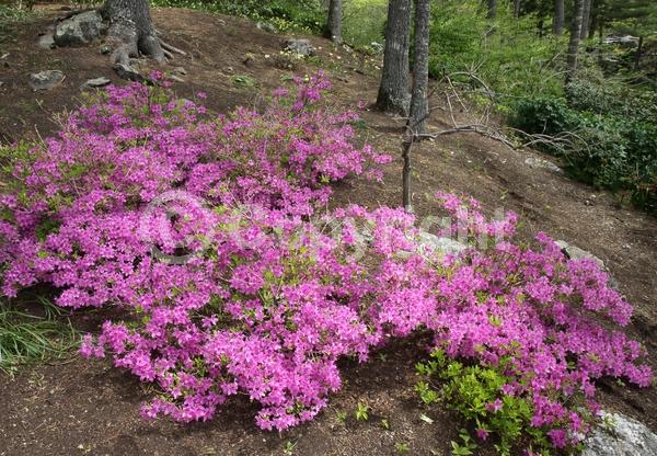 Pink blooms; Lavender blooms; Deciduous