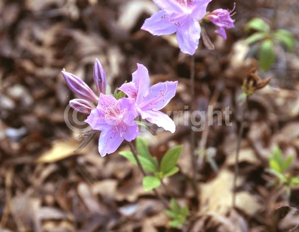 Purple blooms; Pink blooms; Lavender blooms; Deciduous
