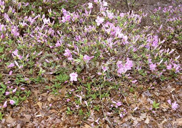 Purple blooms; Pink blooms; Lavender blooms; Deciduous
