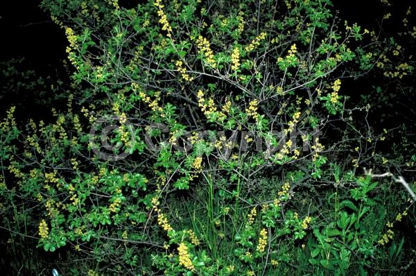 Yellow blooms; Deciduous; Broadleaf; North American Native