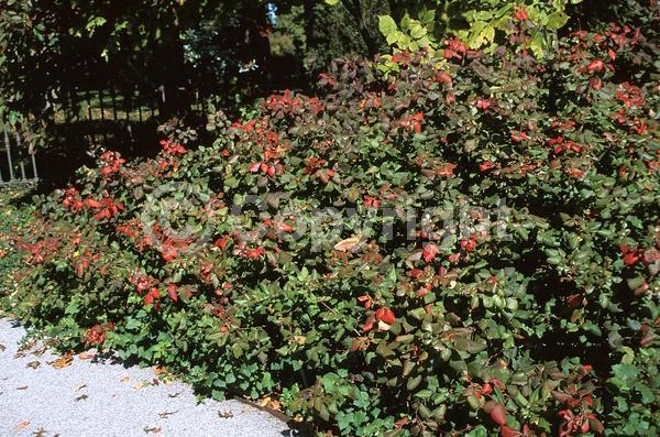 Yellow blooms; Deciduous; Broadleaf; North American Native