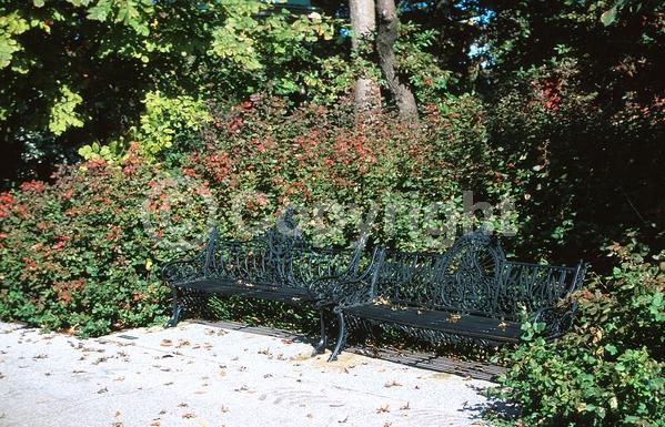Yellow blooms; Deciduous; Broadleaf; North American Native