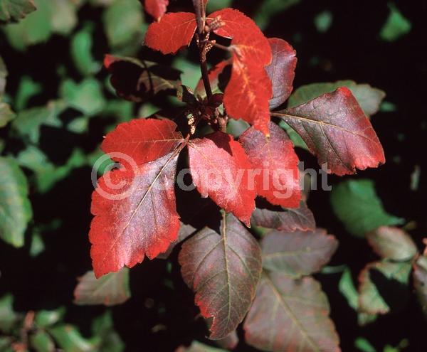 Yellow blooms; Deciduous; Broadleaf; North American Native