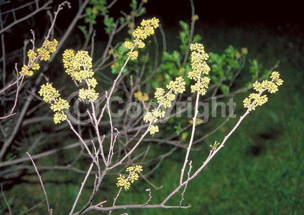 Yellow blooms; Deciduous; Broadleaf; North American Native