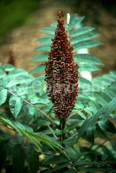 Yellow blooms; Green blooms; Deciduous; Broadleaf; North American Native