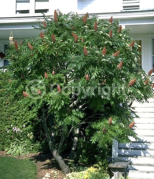 Yellow blooms; Green blooms; Deciduous; Broadleaf; North American Native