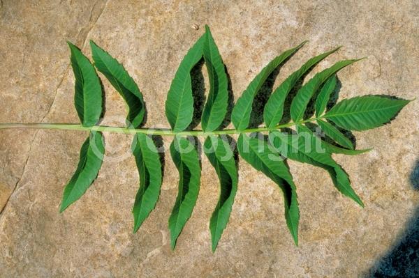 Yellow blooms; Green blooms; Deciduous; Broadleaf; North American Native