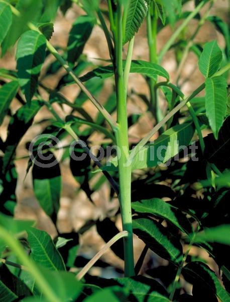 Yellow blooms; Green blooms; Deciduous; Broadleaf; North American Native