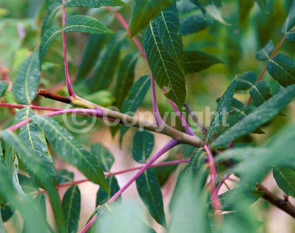 Yellow blooms; Green blooms; Deciduous; Broadleaf; North American Native