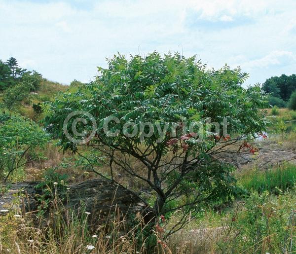 Yellow blooms; Green blooms; Deciduous; Broadleaf; North American Native
