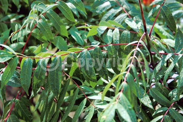Yellow blooms; Green blooms; Deciduous; Broadleaf; North American Native