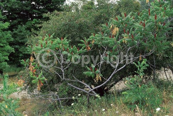 Yellow blooms; Green blooms; Deciduous; Broadleaf; North American Native