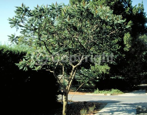 Yellow blooms; Green blooms; Deciduous; Broadleaf; North American Native