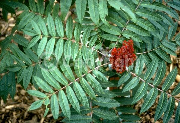 Yellow blooms; Green blooms; Deciduous; Broadleaf; North American Native