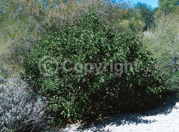 White blooms; Pink blooms; Deciduous; Broadleaf; North American Native