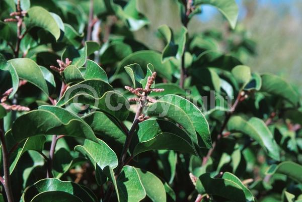 White blooms; Pink blooms; Deciduous; Broadleaf; North American Native