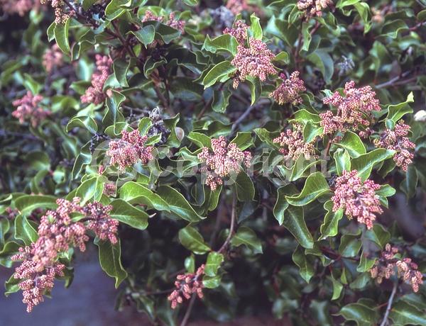 White blooms; Pink blooms; Deciduous; Broadleaf; North American Native