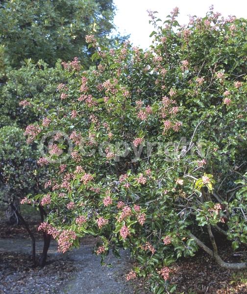 White blooms; Pink blooms; Deciduous; Broadleaf; North American Native