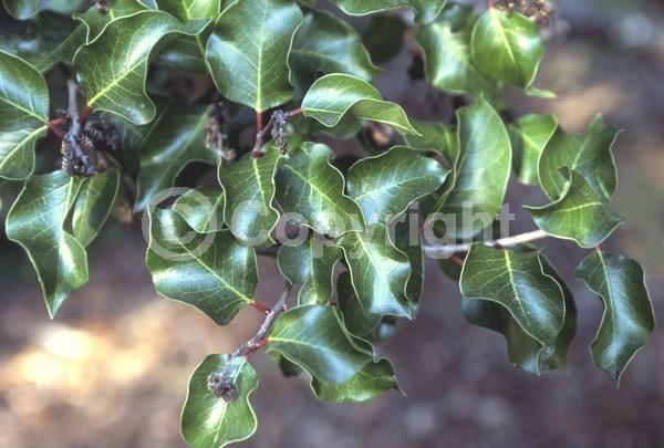 White blooms; Pink blooms; Deciduous; Broadleaf; North American Native