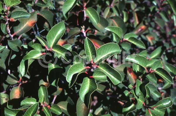 White blooms; Pink blooms; Deciduous; Broadleaf; North American Native