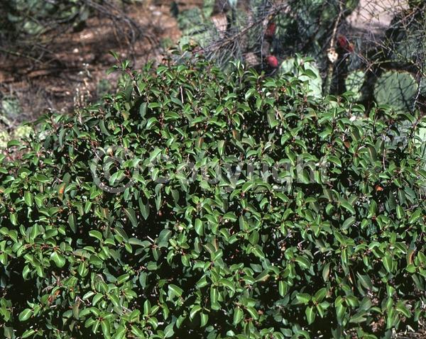 White blooms; Pink blooms; Deciduous; Broadleaf; North American Native